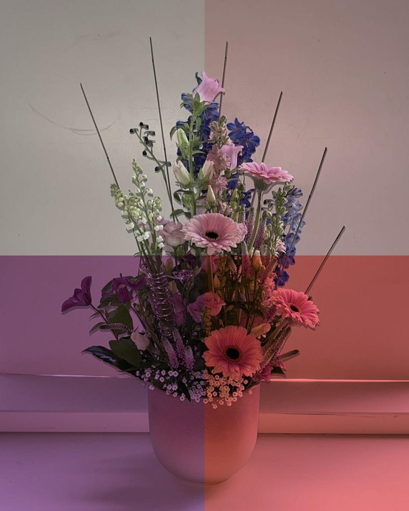 Composition surprise (Standard, rouge)